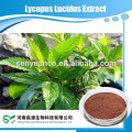 Extrait Lycopus Lucidus